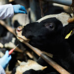 One of dairy cows looking at veterinarian going to make injection of new vaccine