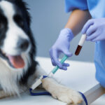 Picture of female vet examining a dog in clinic