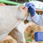 Veterinarian collecting nasal mucus from cow using cotton swab, conducting medical examination on farm