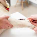 detail of the hands of a veterinary doctor extracting blood with a syringe from a dog. Veterinary tests on a pet.