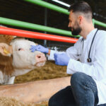 Veterinarian wearing gloves and holding syringe is examining cow on farm, providing necessary treatment and ensuring animal health